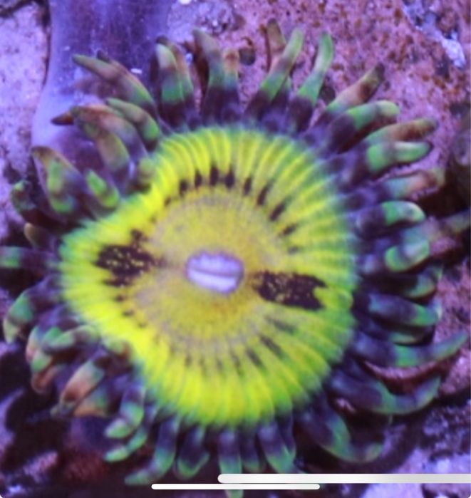 Zoa Zoanthus Pac Man 3 glowy Fluo Zolte FLUOLAMPS.PL WYSYŁKI