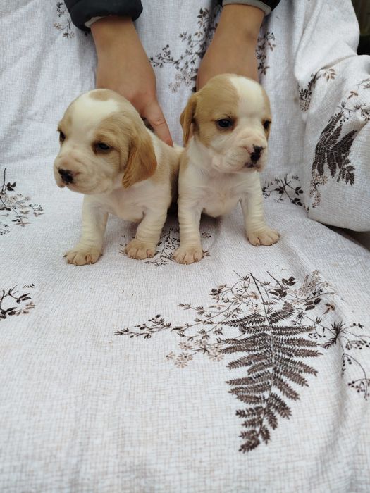 Beagle suczka bicolor tel.-5.7.5.3.0.2.0.3.9.