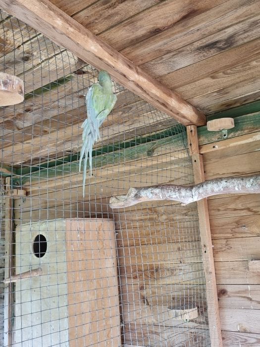 Aleksandretta obrożna