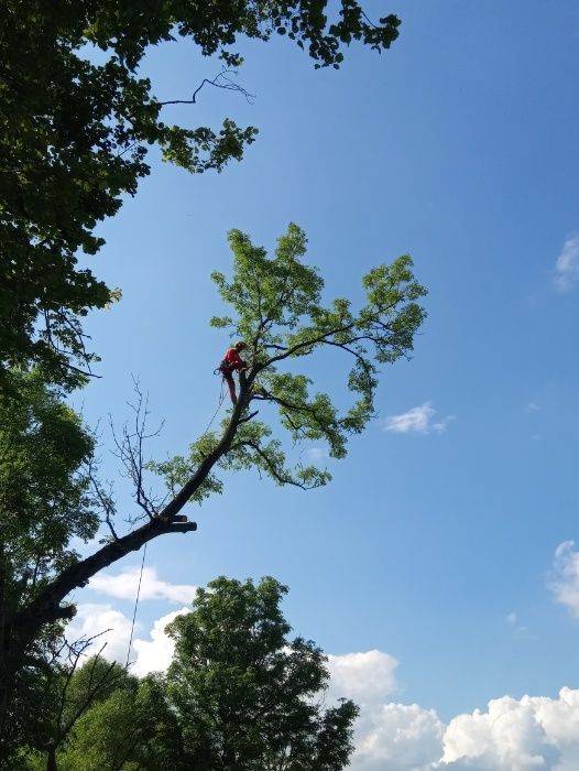 Wycinka i pielęgnacja drzew, usługi arborystyczne i wysokościowe