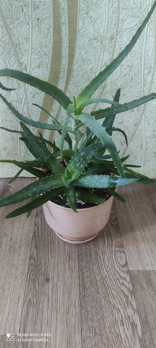 Алое Вера і алое в одному горщику