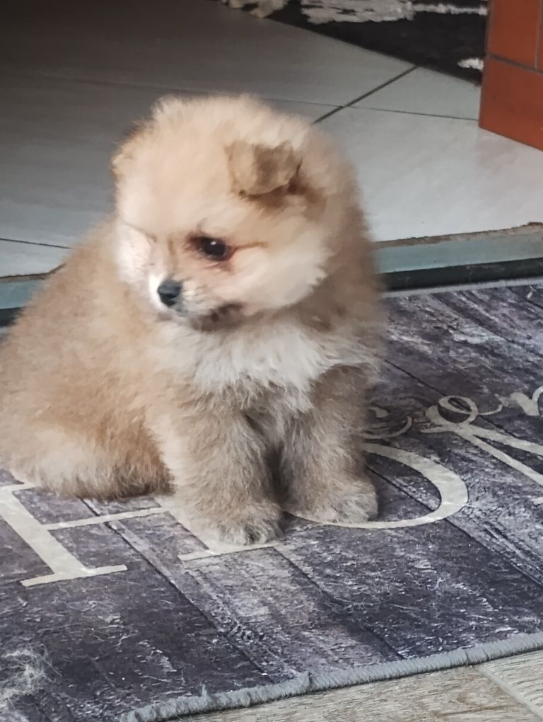 Szpic miniaturowy Pomeranian