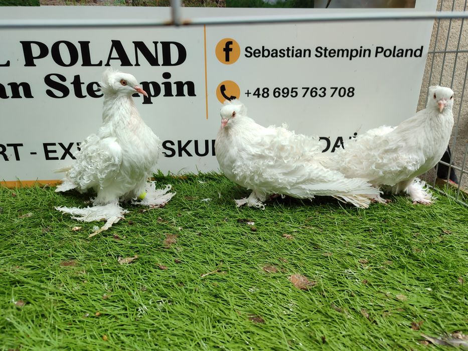 Gołębie. Loczki. Loczek. Możliwy transport