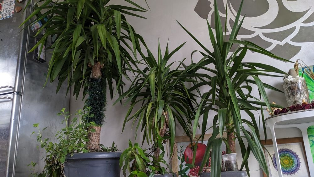 Пальма юкка, дерево юкка.