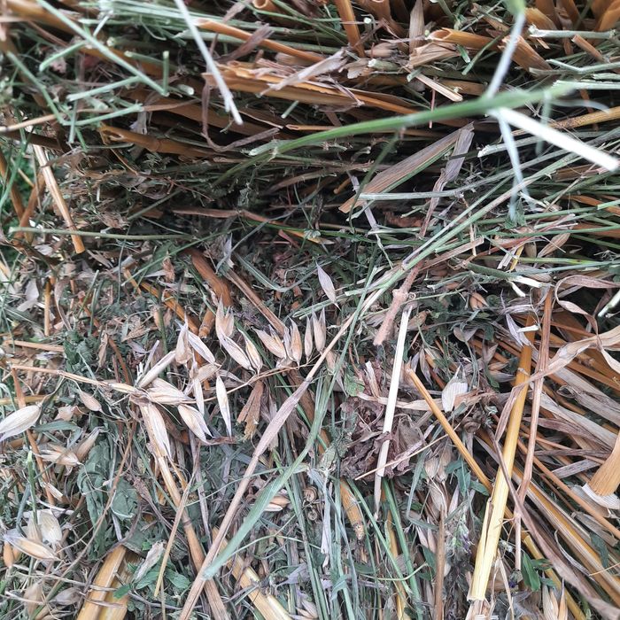 Продам сіно,люцерна+овсянка