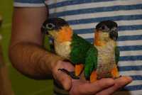 Популярный попугай Каик, ручной каик продажа, выкормыши Питомник