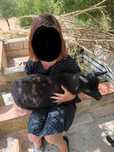 Cabras d estimacao