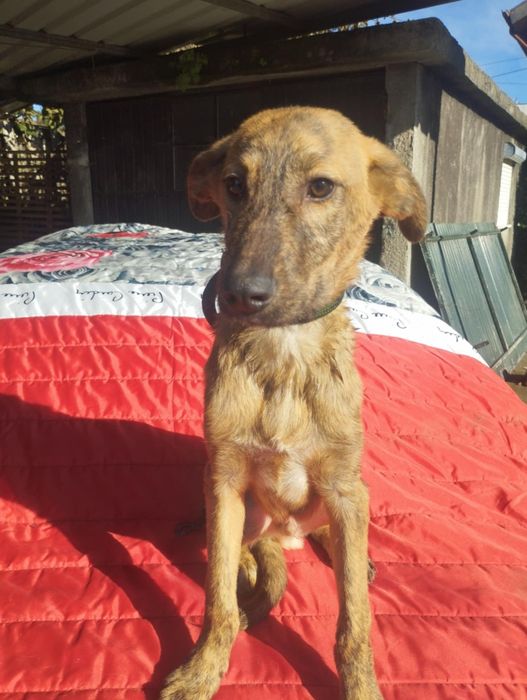 Caramelo para adoção muito responsável