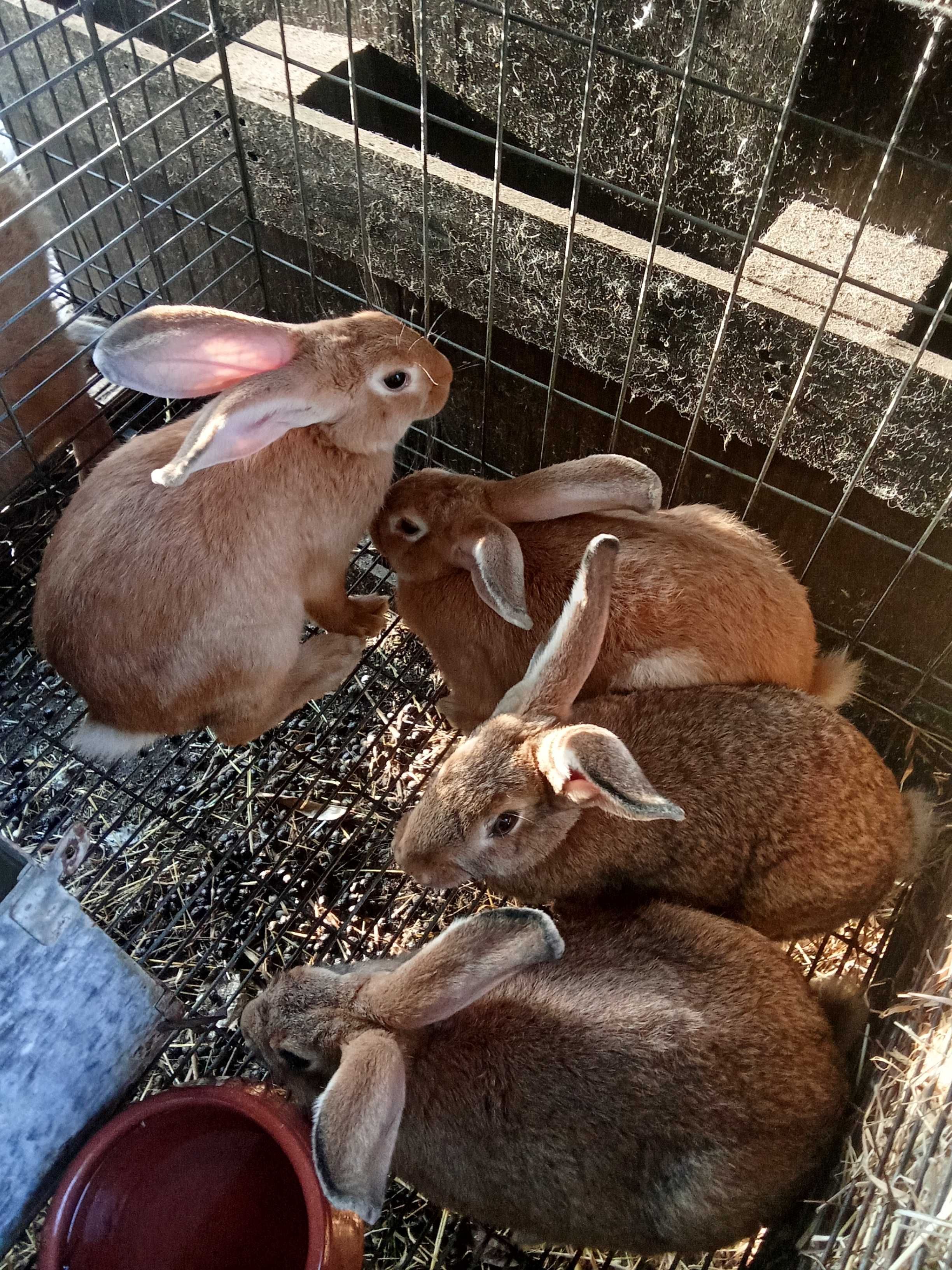 Coelhos caseiros