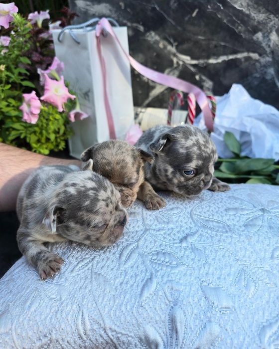 Чарівні рідкісні COLORED MERLE пупсики доступні до броні