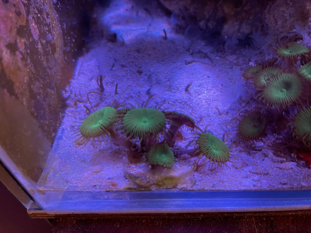 Zoa zoanthus koralowiec morski akwarium morskie