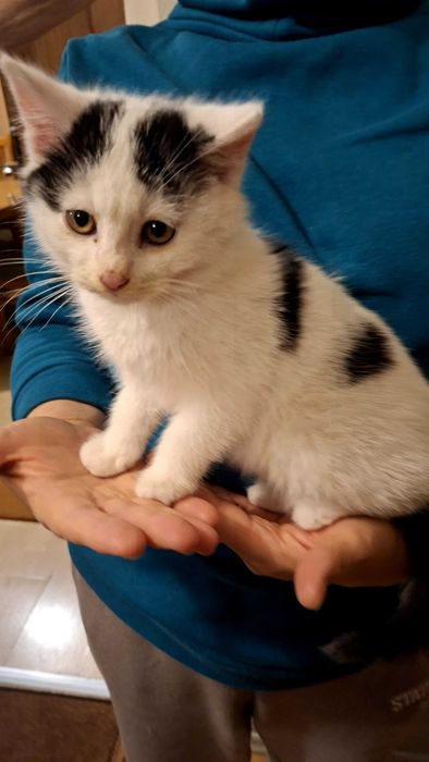 Maleńki biały kotek szuka domu niewychodzącego