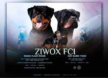 Szczenię Rottweiler ZKwP/FCI