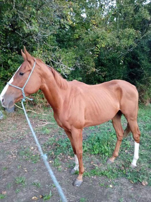 Para venda cavalo PSI