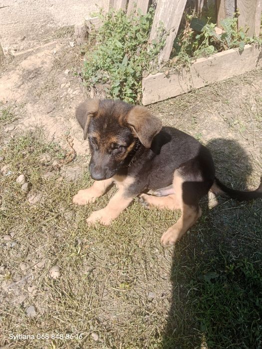 Нім.вівчарка.Дата народження 29.05.25.