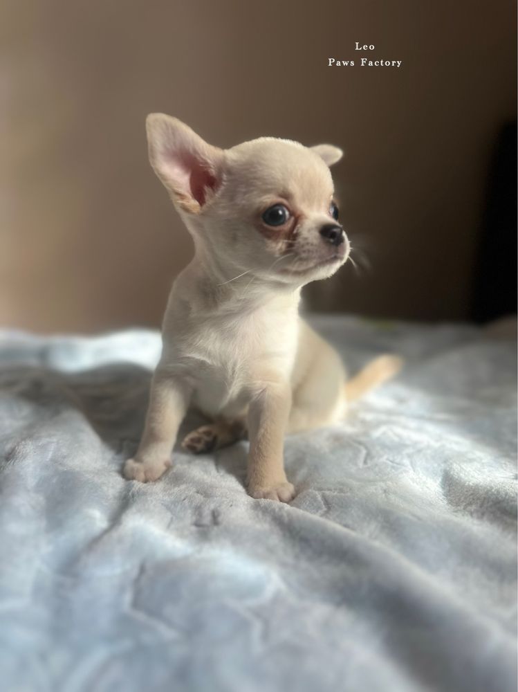 Chihuahua krótkowłosy