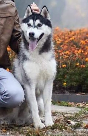Хаскі кобель  , в'язка