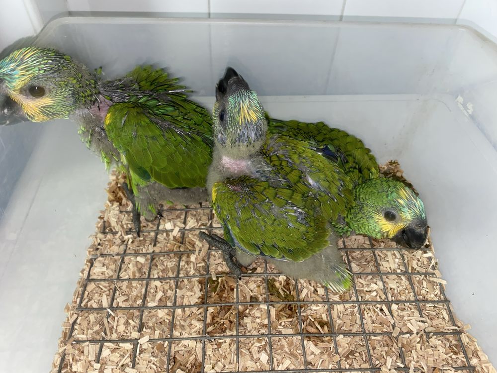 Papagaios Amazonas aestivas