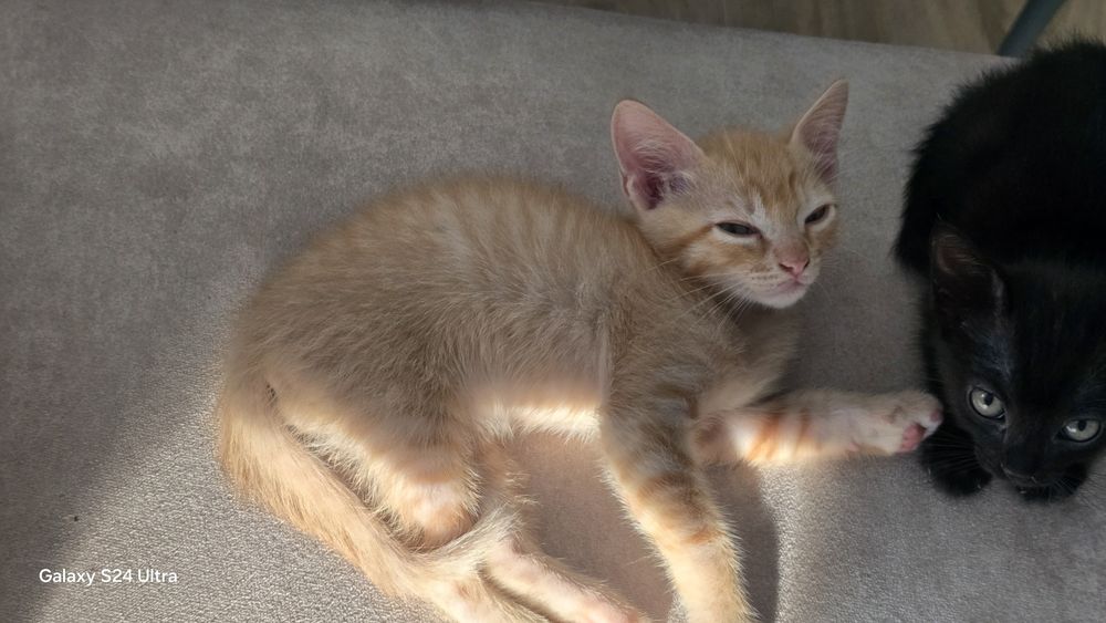 GATInhos para DOAR