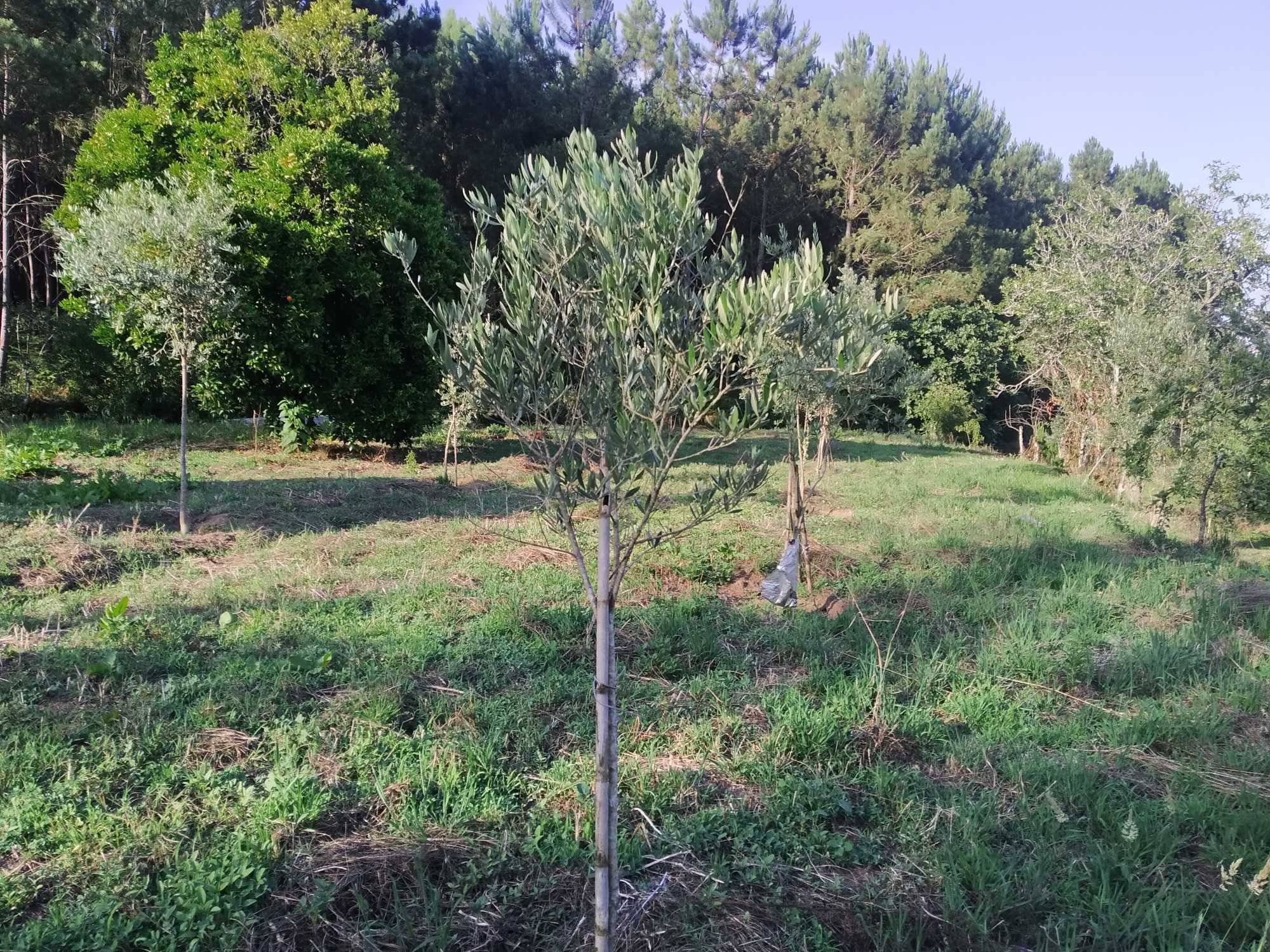 Terreno com 3700m2 na Rua do Marco, Feteira, Pombal