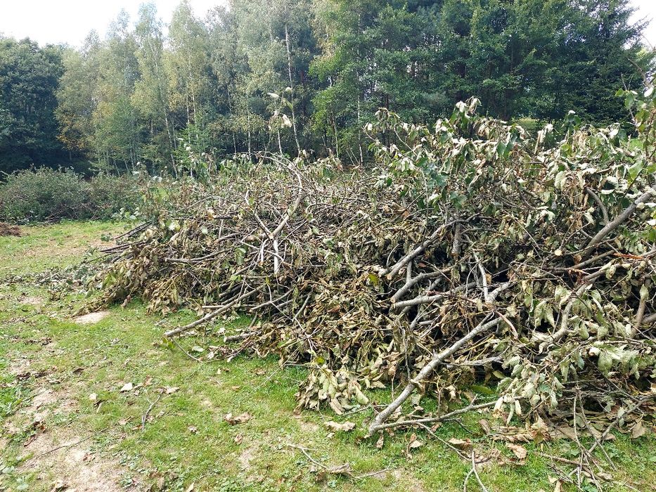 Gałęzie za darmo