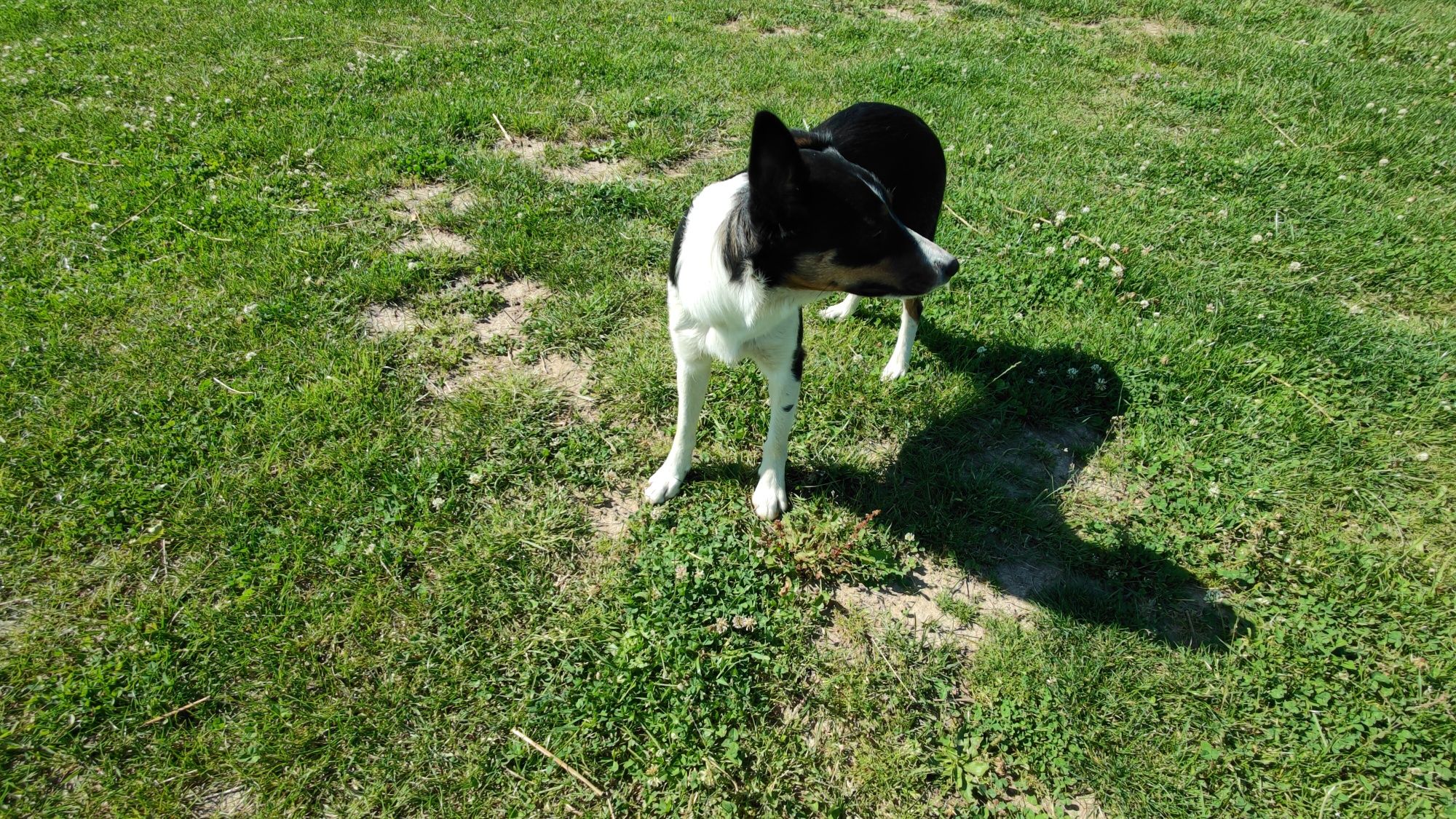 Destiny Border Collie ZKwP FCI