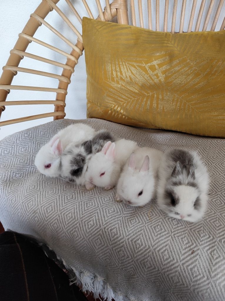 Coelhos mini toy Holandês