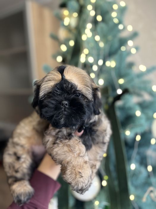 Чудові дівчатка Ши-тцу