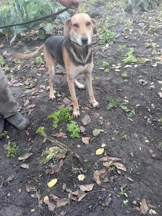 Продам Вижлеця руської гончої