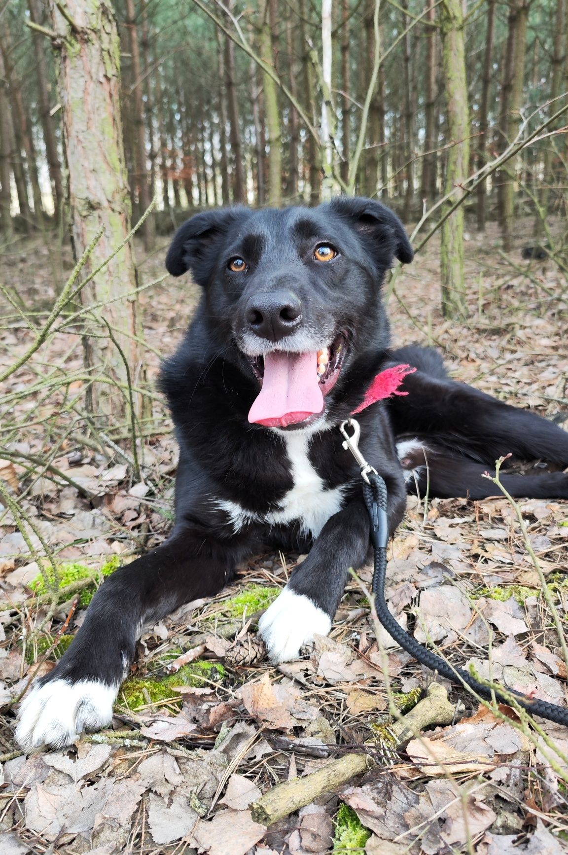 Piękny, młody, żywiołowy Bond do adopcji