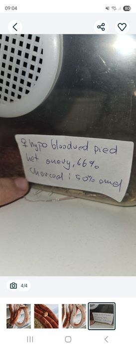 Wąż zbożowy dorosła samica