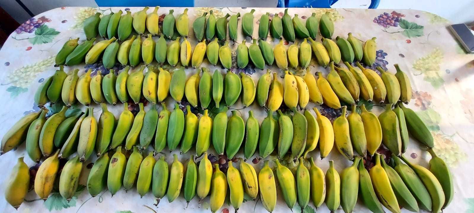 Vende-se bananeiras de boa produtividade