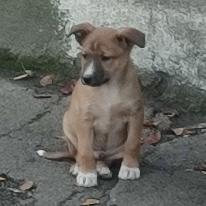 Цуценята в добрі руки (Бердичів і Житомир)