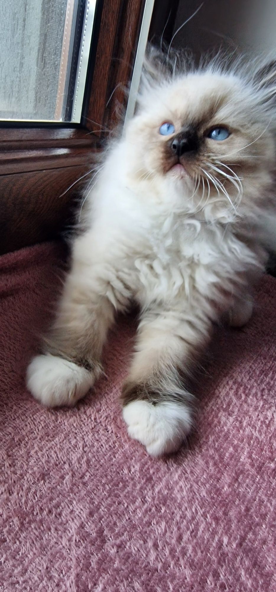 Kocurek Ragdoll z rodowodem WCF gotowy do zmiany domu