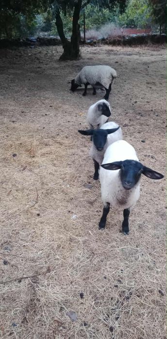 Suffolk inglesa 3 anos para Venda