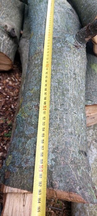 Orzech pień i konary