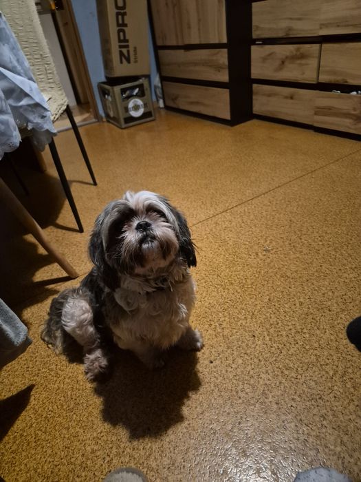 Pilnie oddam w dobre ręce 6 letnia shih tzu