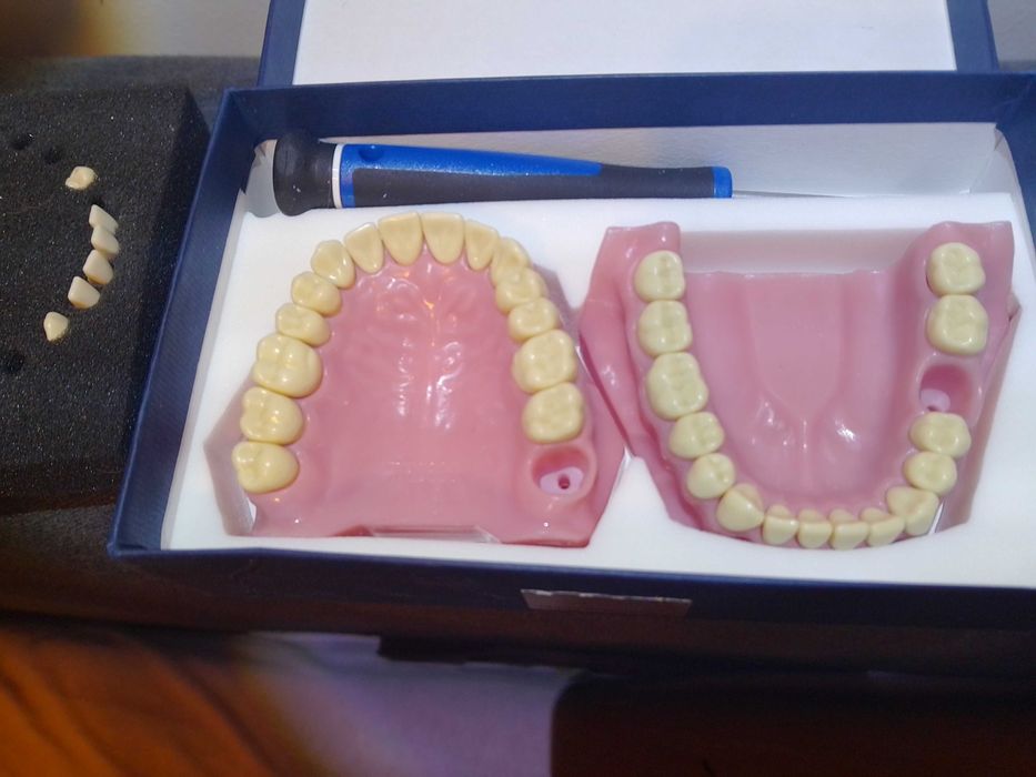 Frasaco A3 model uzębienia do fantomu