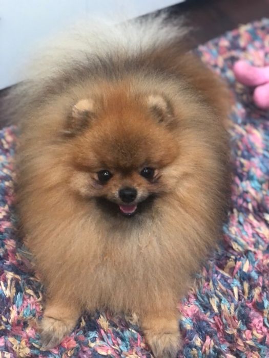 Кобель померанского шпица для вязки