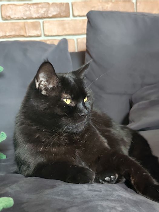 PILNE!!! Oddam koty w dobre rece PILNE!!!