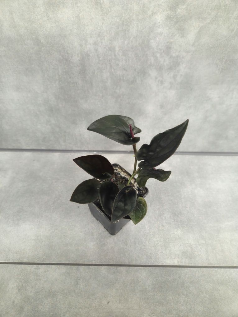Syngonium red arrow