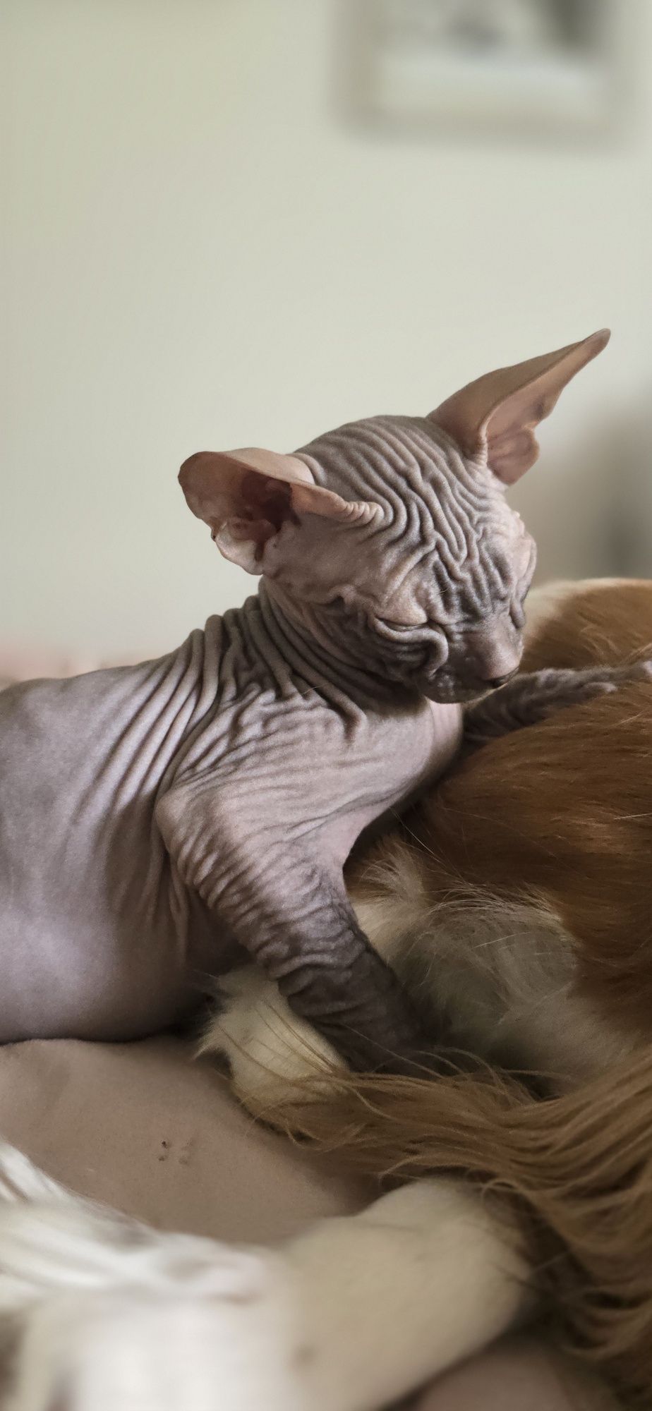 WCF DON Sphynx kotek