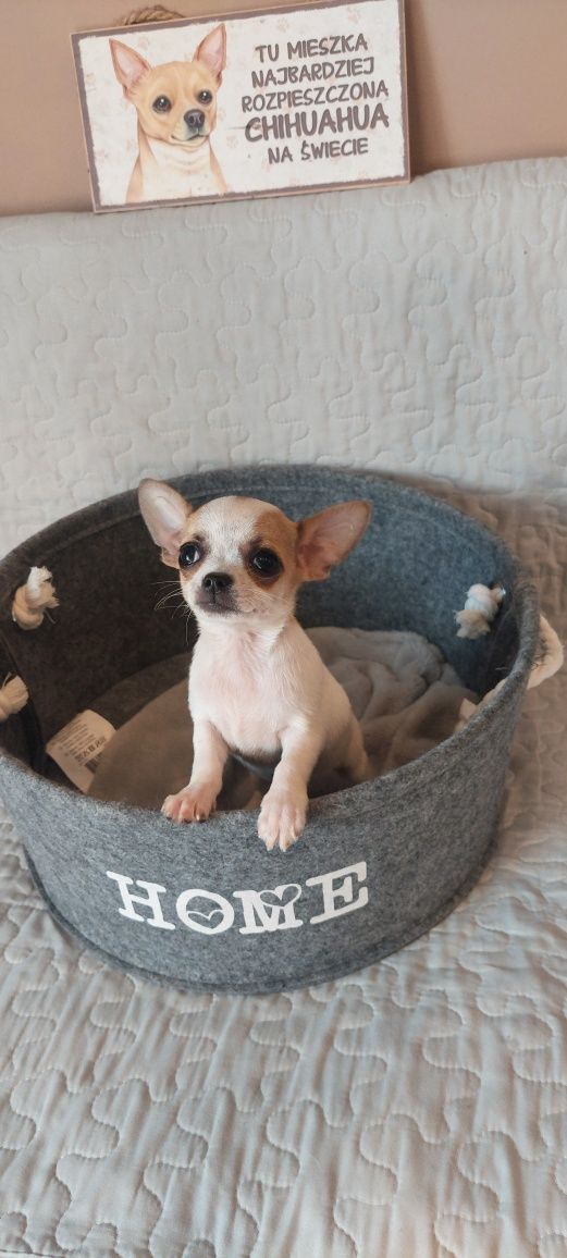 ZAREZERWOWANY !!! Chihuahua malutki piesek