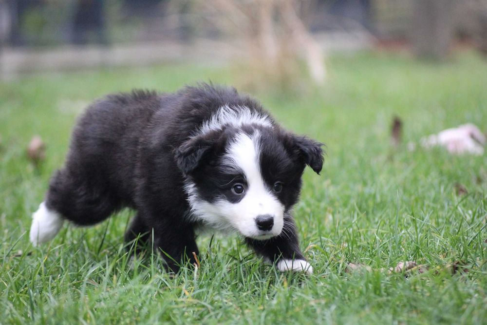 Border collie ZKwP FCI show