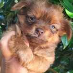 Chihuahua x macho