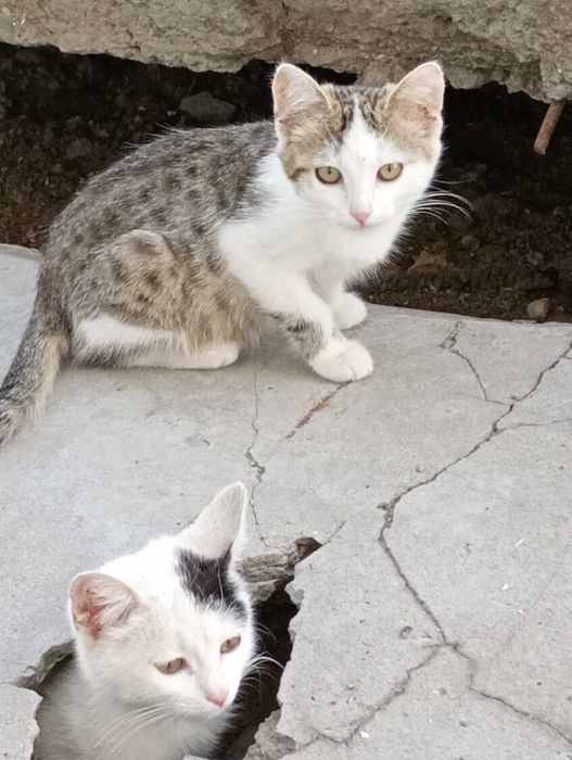 БЕЗКОШТОВНО!!! Кошенятка в добрі руки!!!