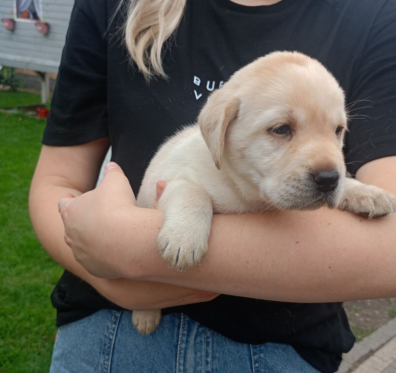 Labrador retriever suczka