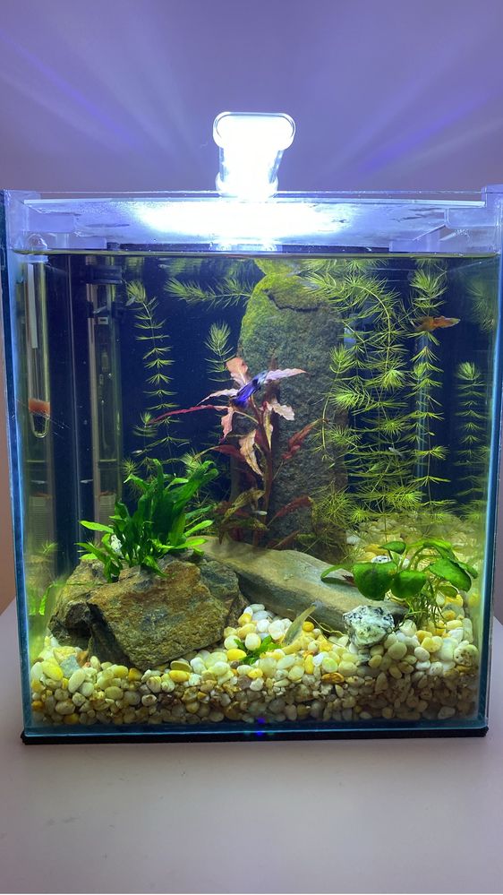 Plantas aquario, fox tail, e caracois physas e pleanorbis corneus