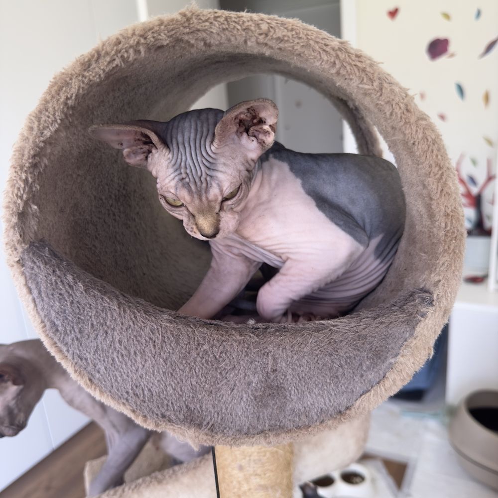 Sphynx femea com 1 ano