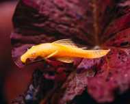 Ancistrus Albino 5 cm